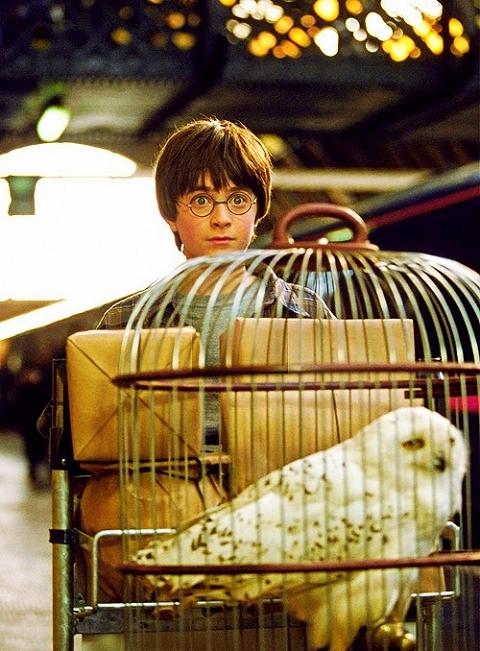 Hogwarts Alumni: Harry and Hedwig