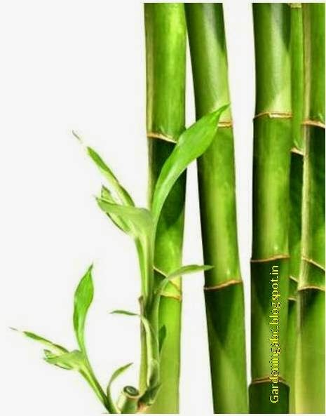 growing bamboo plants