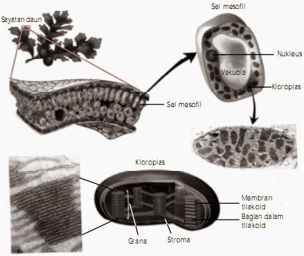Anabolisme Karbohidrat Fotosintesis Proses Pada Tumbuhan ...