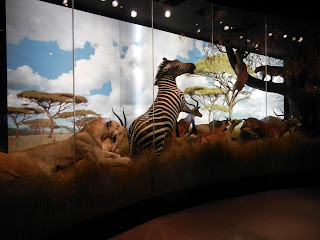 Display at the Houston Museum of Natural Science Display at the Houston Museum of Natural Science
