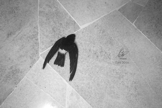 dead bird on my condominium