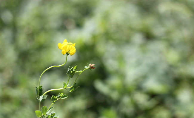 Birds-Foot Trefoil Flowers Birds-Foot Trefoil Flowers