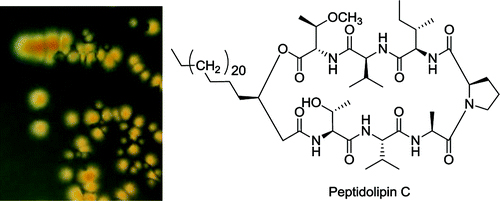 peptidolipins B–F