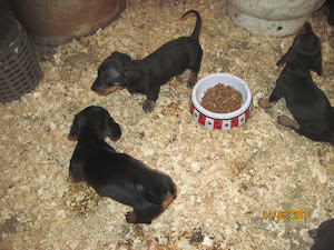 Cachorros camada 07-02-2012