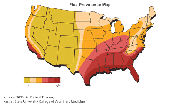 How To Use If Dog Has Fleas Advantix Canada How To Use If Dog Has Fleas Advantix Canada