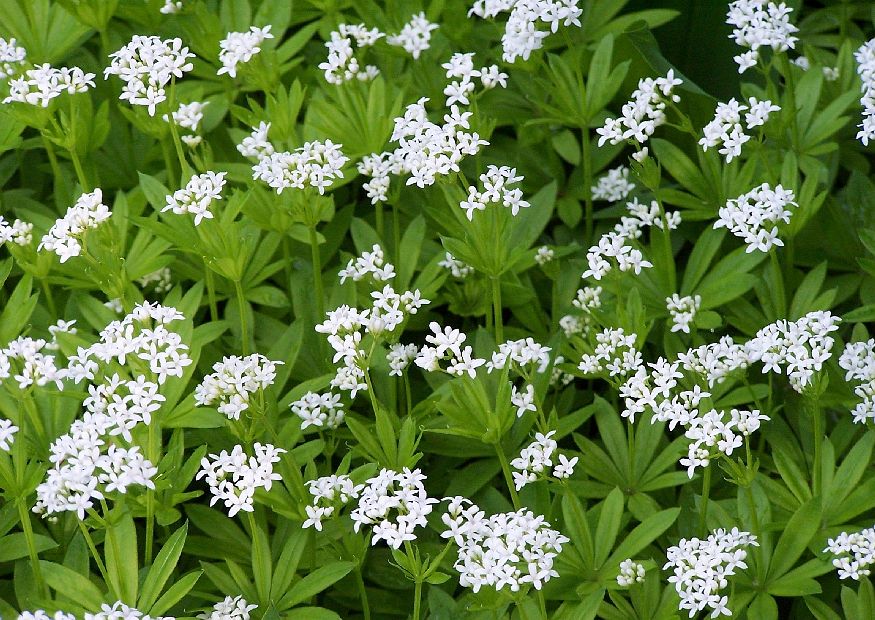 Gedichte Und Zitate Fur Alle J W V Goethe Faust I Walpurgisnacht 5