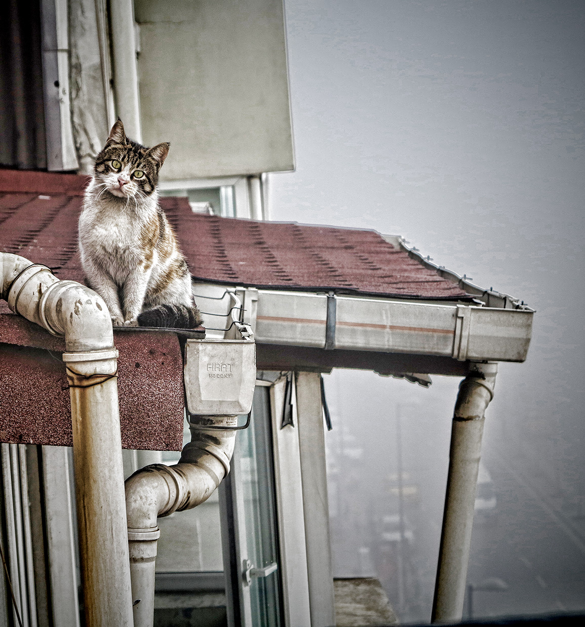 Marjinal Club Damdaki Kedi