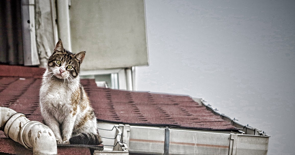 Marjinal Club Damdaki Kedi