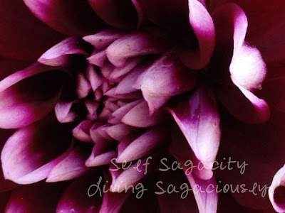 purple and white dahlia flowers