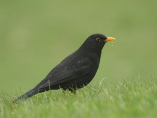 Blackbird