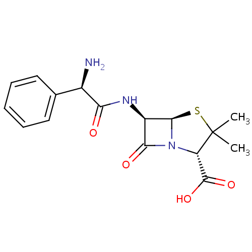 Ampicillin Structure of