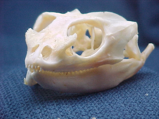 bearded-dragon-radish-digestive-system.jpg