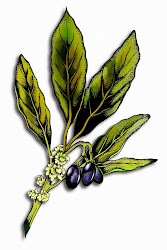 Bay Leaf Illustration