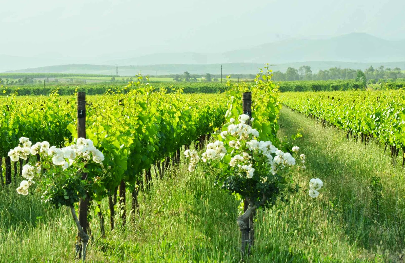 . Excelsior Wine Estate, Robertson