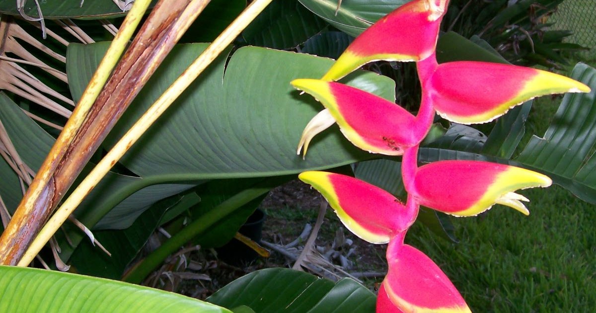 PlantWerkz Heliconia Rostrata Lobster Claw