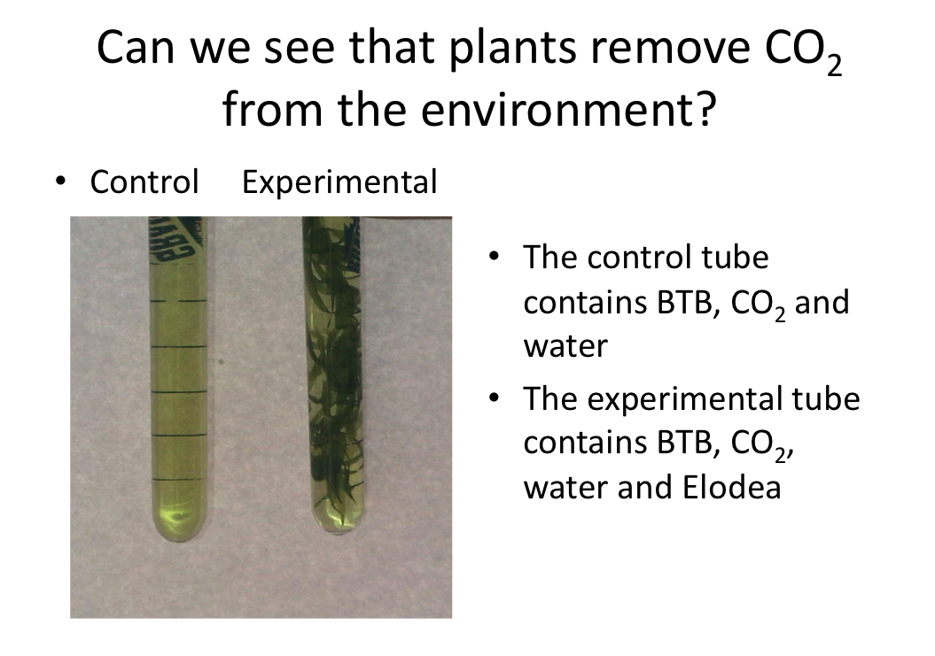 Photosynthesis experiments for middle school picture