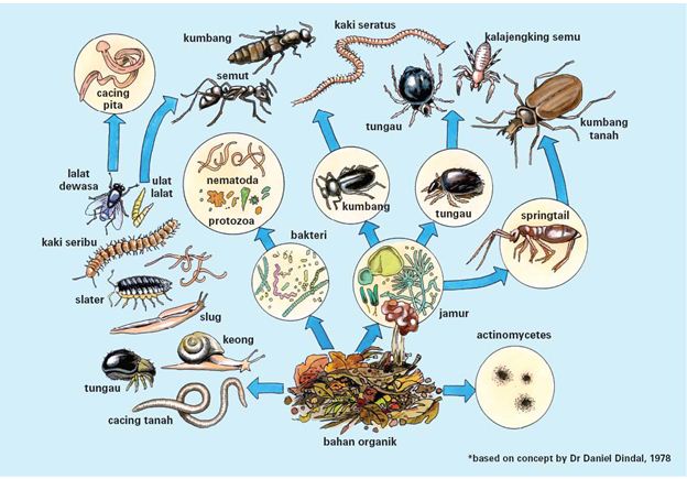Kancanedewe Makalah Biologi Tanah