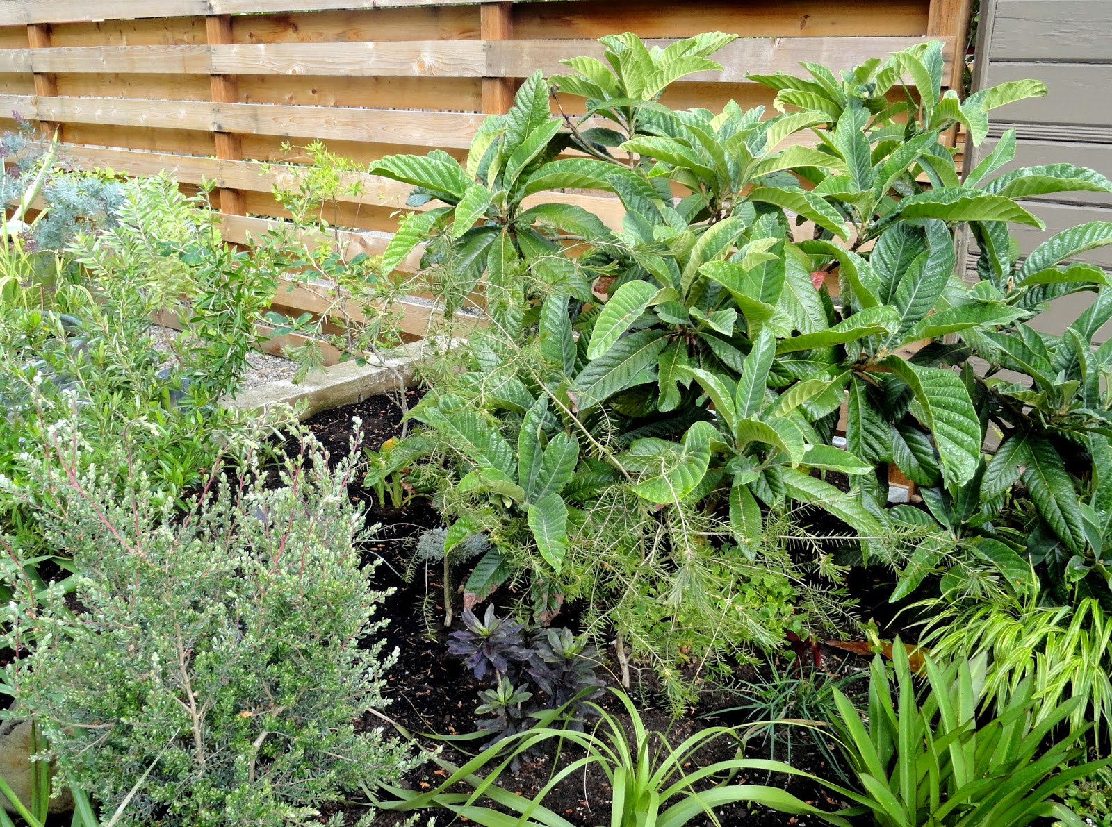 My G Rdening Frenzy Ligustrum Lemon Lime And Clippers