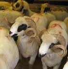 http 2 bp blogspot com mqpehiwvnje tn7heeyvw1i aaaaaaaaale mnrj3s3fxia s1600 maviincirkurban jpg