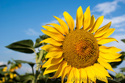 Floarea-Soarelui Sonnenblume Sunflower Tournesol Girasol