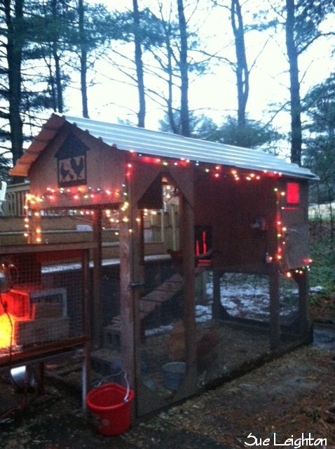 holiday cyber chicken coop tour community chickens larsen christmas tree farm