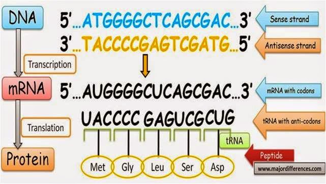 douzes science deux Indikator 30 Proses sintesis protein