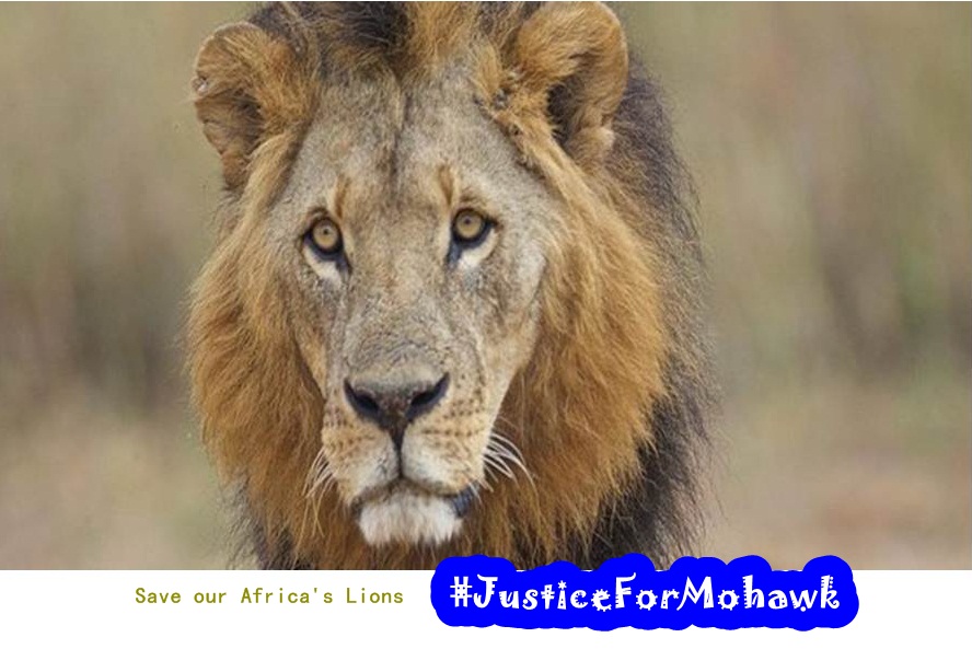 #JusticeForMohawk | 2000 people have signed the petition, to bring justice for Kenya's biggest cat