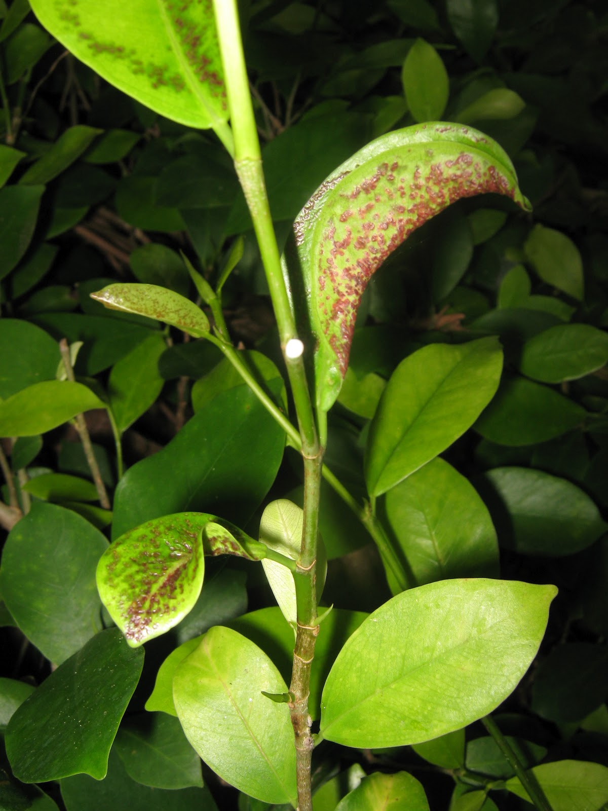 Garden Guy Hawaii Cuban Laural Thrips Attack on Ficus!