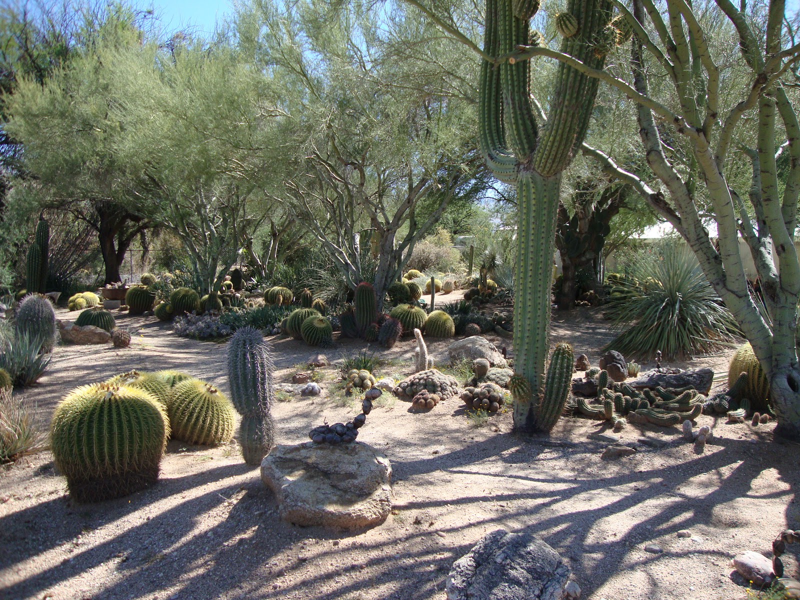 Danger Garden B B Cactus Farm Tucson