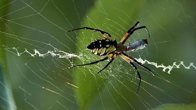 ¿Por que las arañas no se quedan atrapadas en su propia telaraña?(info) Arañas