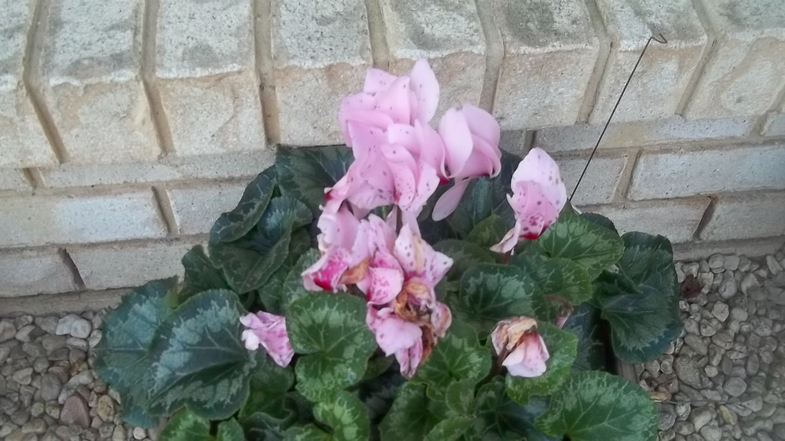 My Cooking and My Garden Potted Plants In Winter