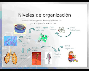 Niveles de organizacion