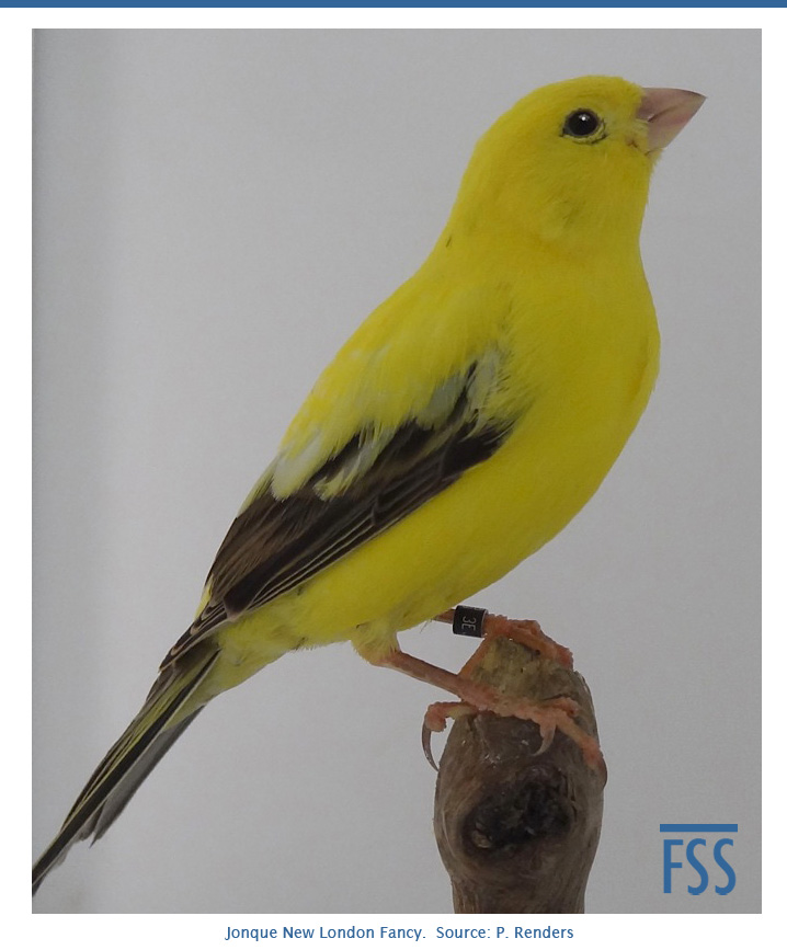 Allevamento del canarino Lizard STANDARD DEL CANARINO LONDON FANCY
