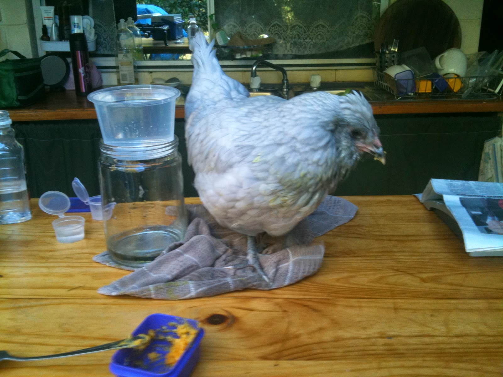 How to force feed a sick chicken...!?