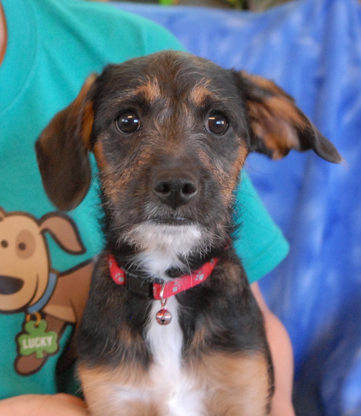 View Spca Puppies For Adoption Pics