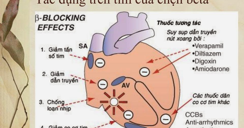 Beta blockers used in heart failure