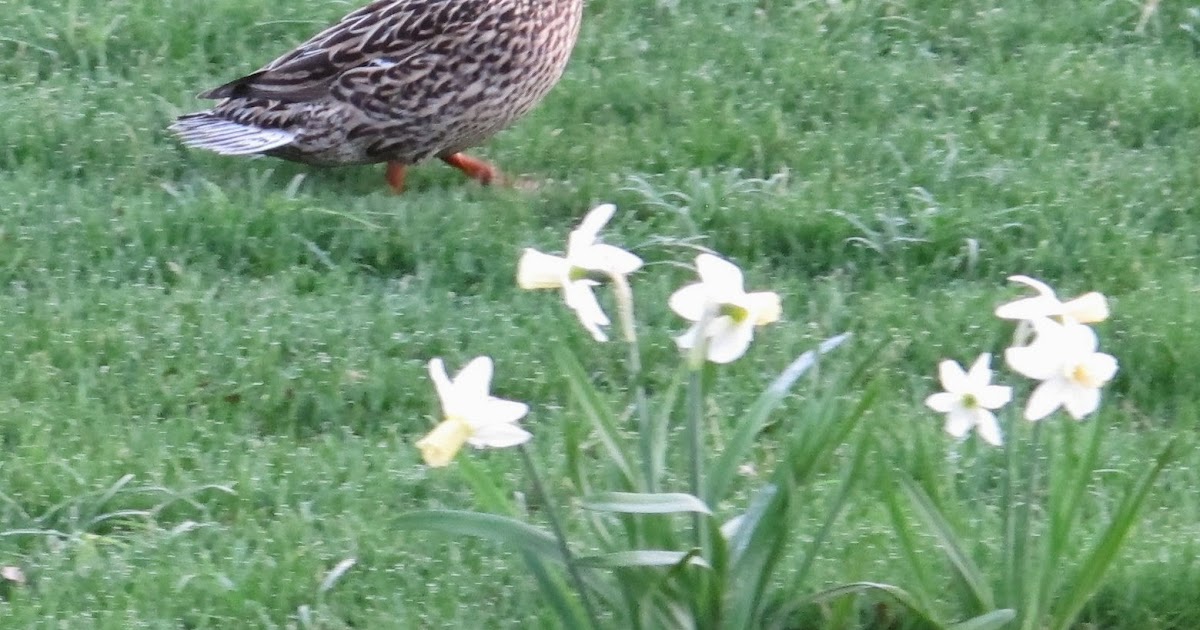 Ducks and Daffodils