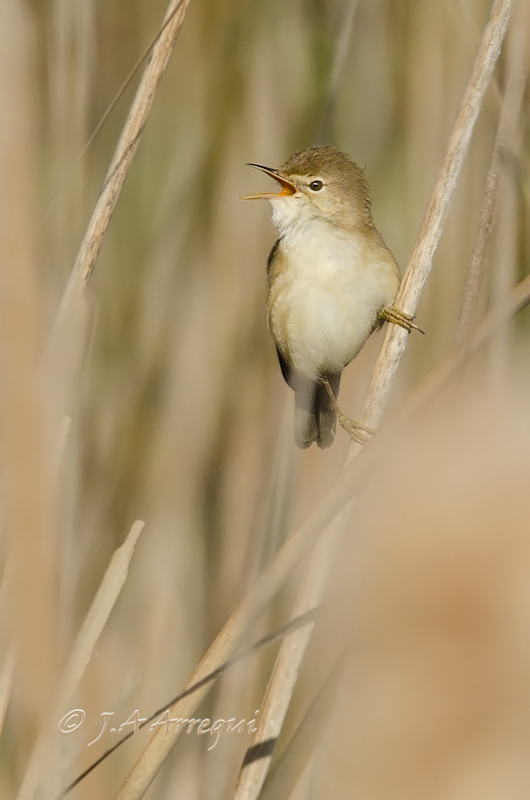 Carricero común, Acrocephalus scirpaceus, Reed Warbler Carricero común, Acrocephalus scirpaceus, Reed Warbler