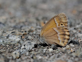 Pdf A Review Of Research Into Butterflies Lepidoptera