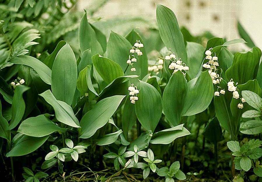 The Herb Hound LILY OF THE VALLEY