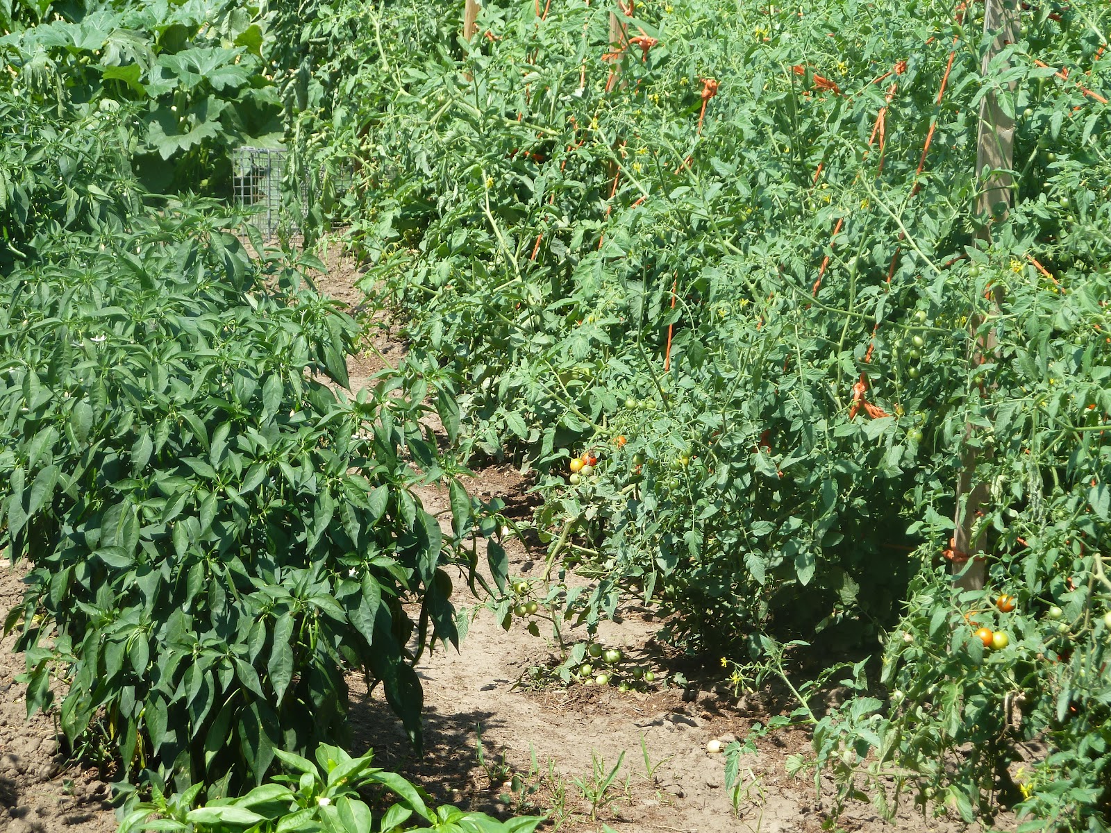 Baking and Cooking, A Tale of Two Loves Scott's New Marinara Sauce with Fresh Tomatoes