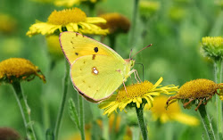 Clouded Yellow