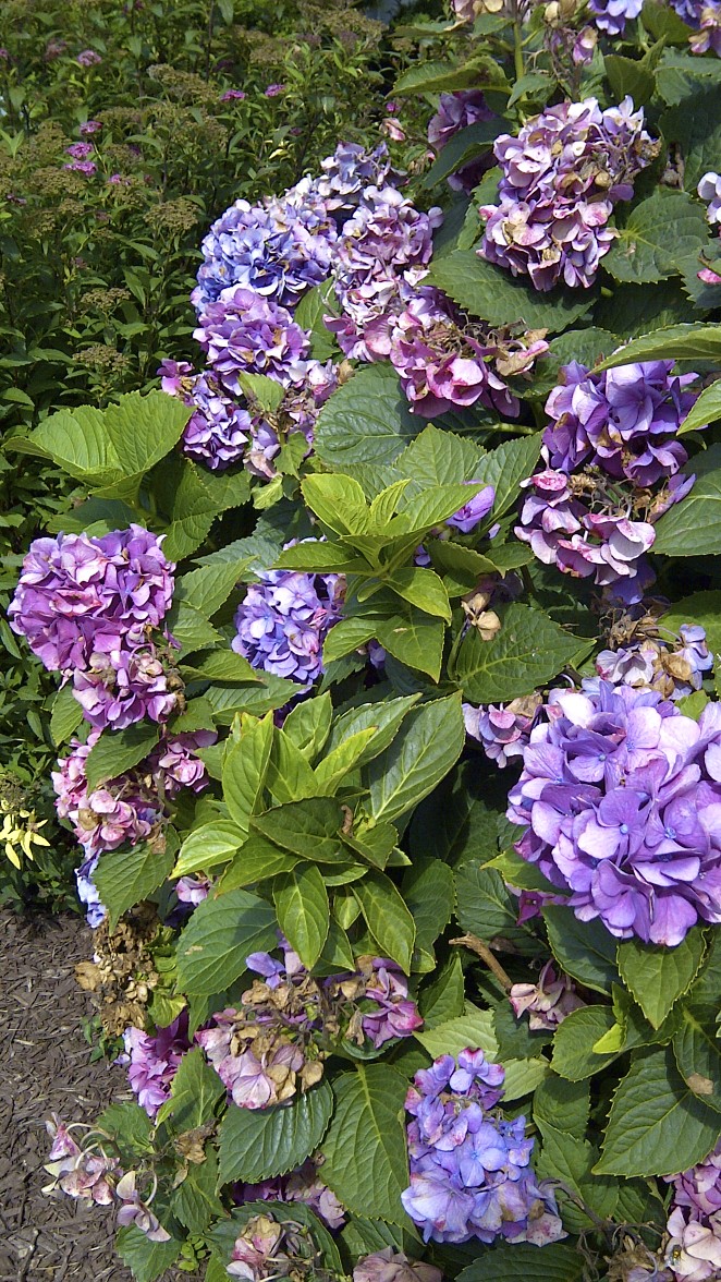 Fearless Gardening Hydrangeas 101