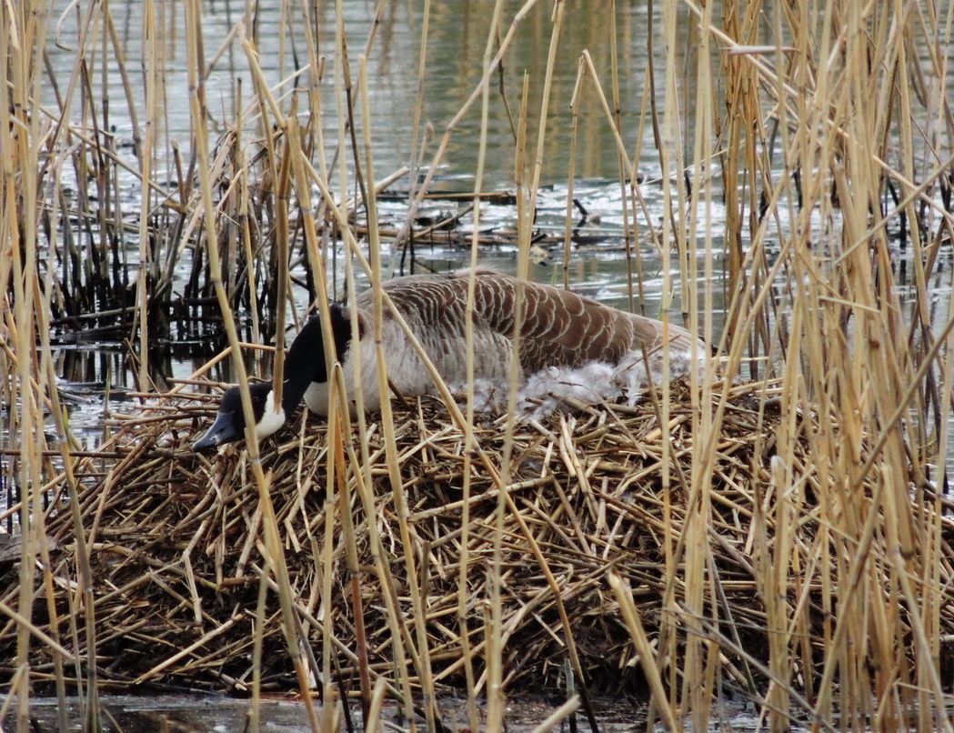 Aktuelles Aus Der Nabu Gruppe Seeheim Jugenheim April 2013