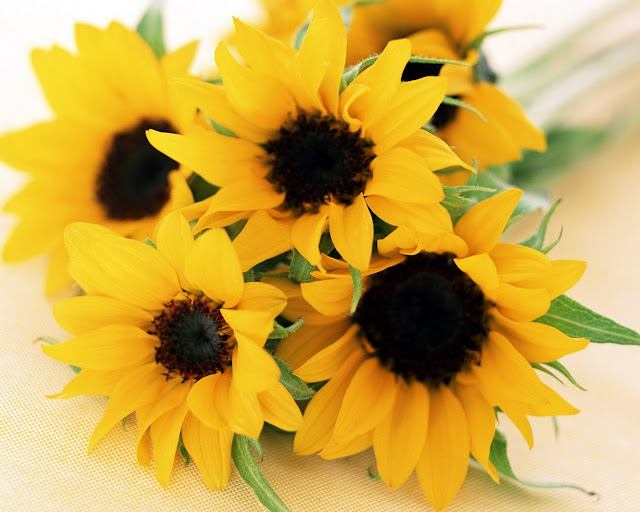 yellow three sun flowers