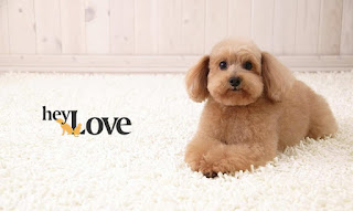 Köpek Maması Markaları
