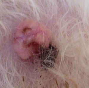 Can My Dog Have Skin Cancer Can My Dog Have Skin Cancer