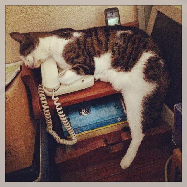 Смешные коты которые спять где хотят (21 фото)