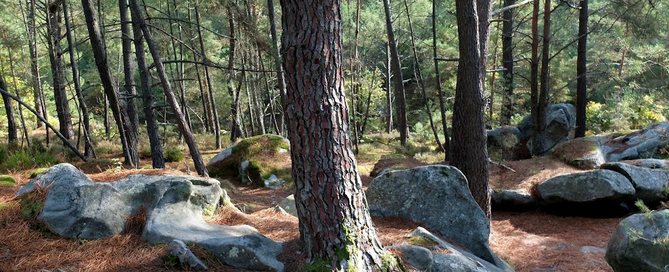 The Kindness of Trees