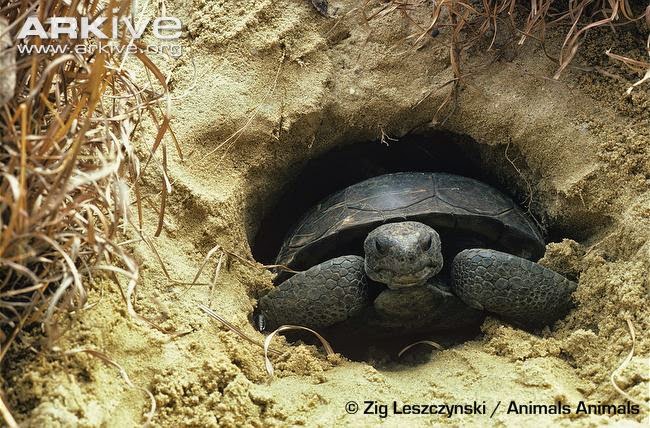 what animals are keystone species what animals are keystone species